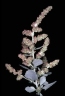 Atriplex nummularia