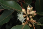 Eucalyptus robusta