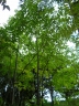 Fraxinus uhdei