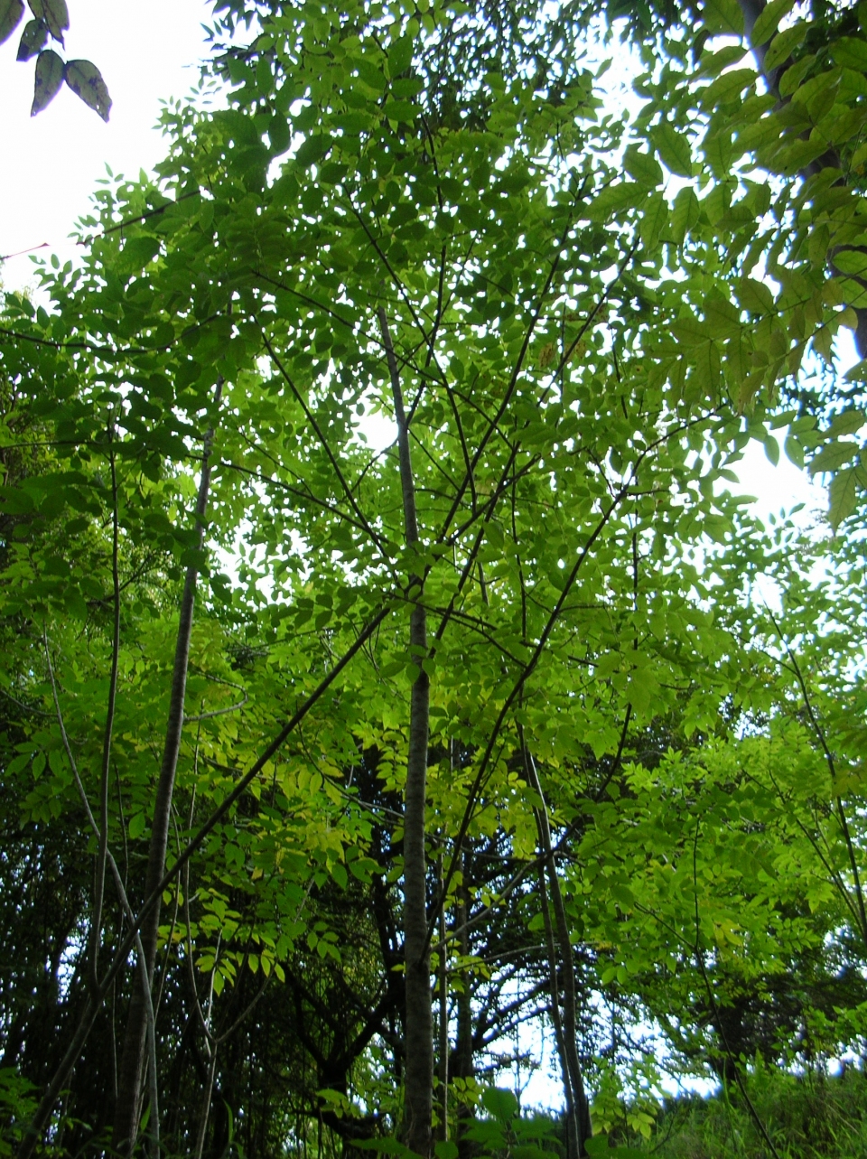 Fraxinus uhdei